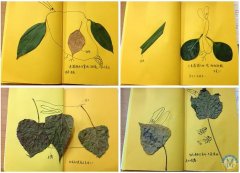 PYP探究學習作業展