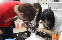  DP跨學科實驗|夏日科學大爆炸 