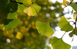  季節絮語 | 第一彈：啊，我想嘗嘗秋天！ 