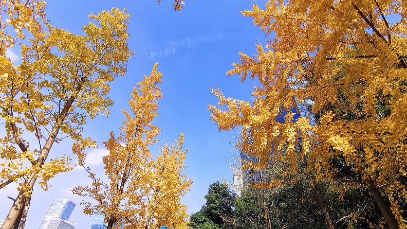 冬日里的美視——美視秋景暖陽