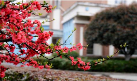 來吧！一起欣賞美視的校園風景圖冊