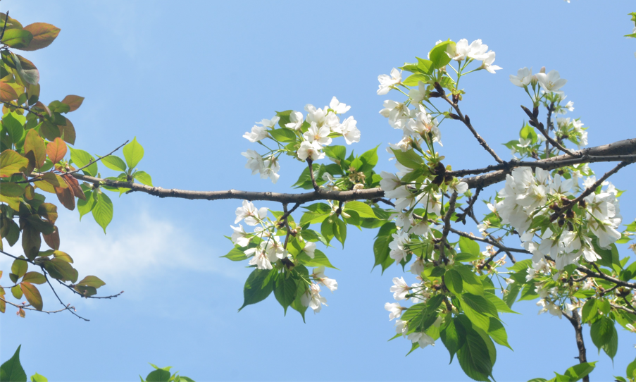 你好，春天里的4001百老匯